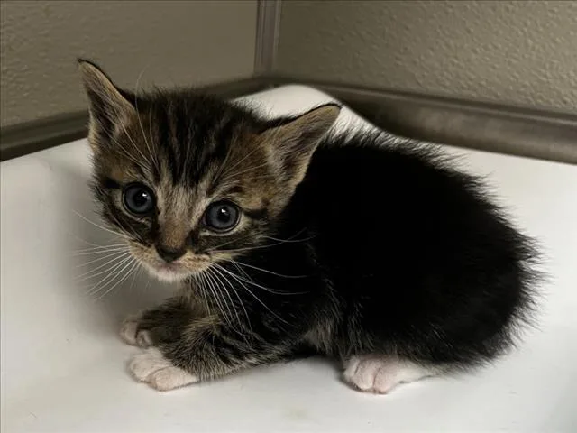 A baby small-sized male Domestic Short Hair cat named Pasto for adoption in Tracy, CA