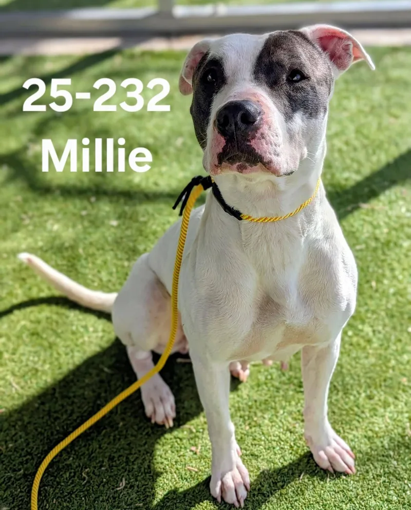 An adult large-sized female Pit Bull Terrier dog named 25-232 for adoption in Ridgecrest, CA