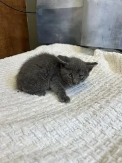 A baby medium-sized male Domestic Short Hair cat named Kern for adoption in West Memphis, AR