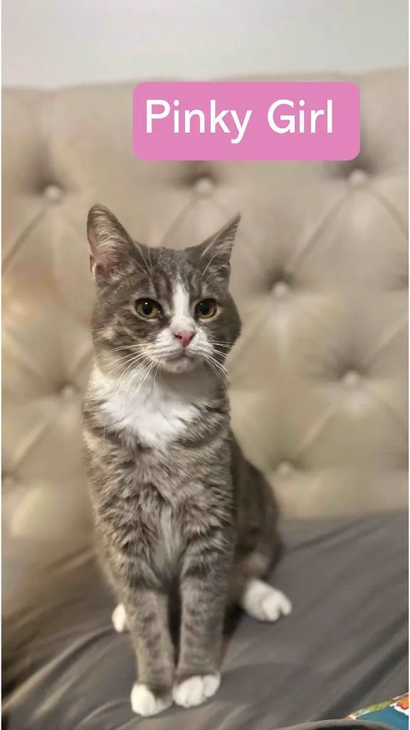 A baby small-sized female Domestic Short Hair cat named Pinky Girl for adoption in Hoover , AL
