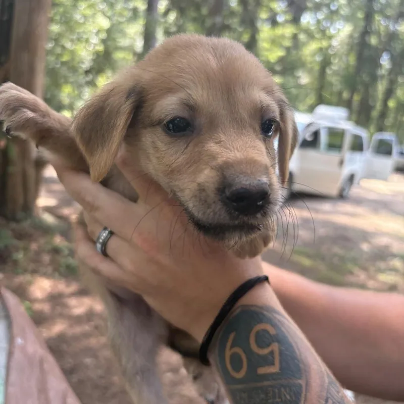 Enzo