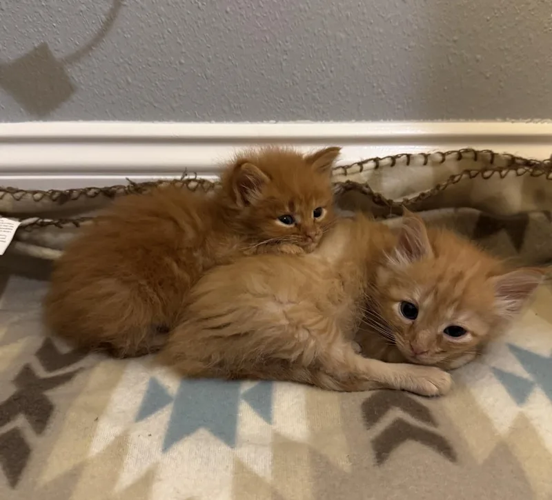 A baby medium-sized male Tabby (Orange / Red) Domestic Long Hair cat named Julien for adoption in Crossville, TN