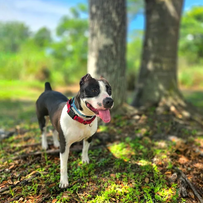 Harley