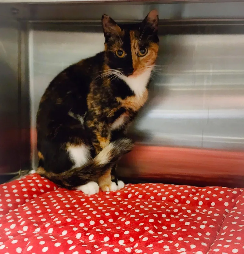 A young medium-sized female Domestic Short Hair cat named Groovin for adoption in Hilton Head Island, SC