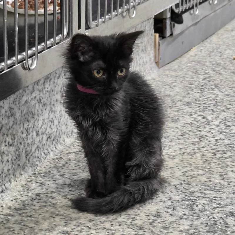A baby small-sized female Domestic Medium Hair cat named S&S: Sable for adoption in Falls Church, VA