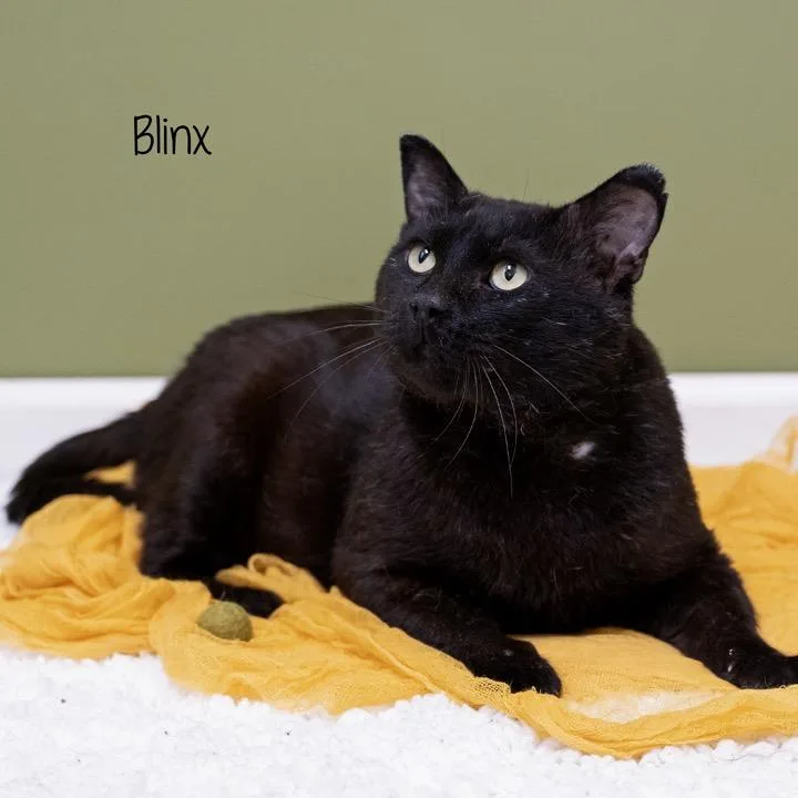 Blinx thumbnail 5