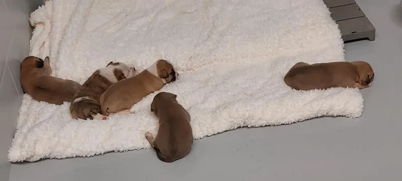 Ally Puppy thumbnail 3