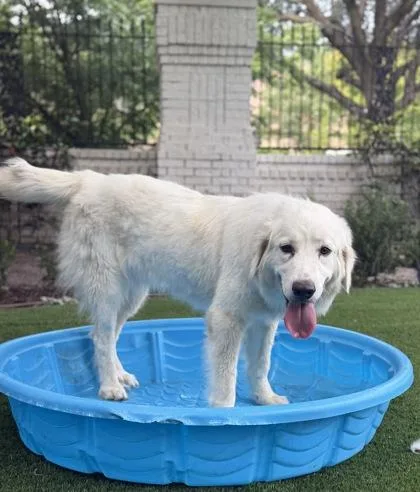An adult extra large-sized female Great Pyrenees dog named Marsha for adoption in Fort Worth, TX