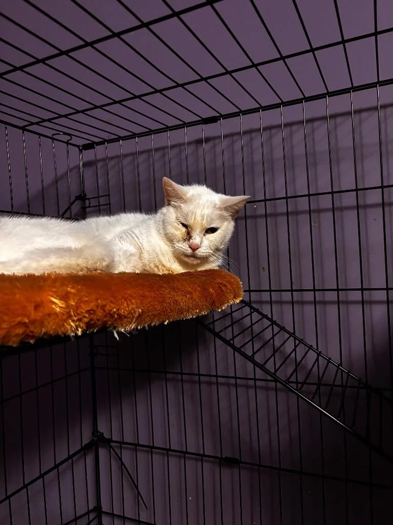 A senior small-sized female American Shorthair cat named Kanevvluk for adoption in Hagaman, NY