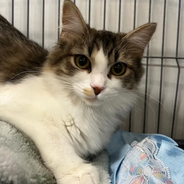 Gretchen thumbnail 2