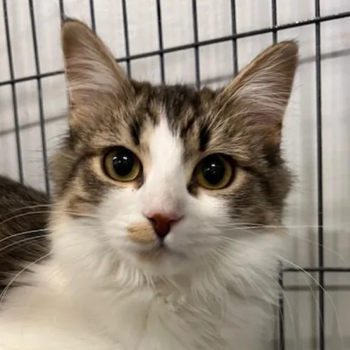 Gretchen thumbnail 3