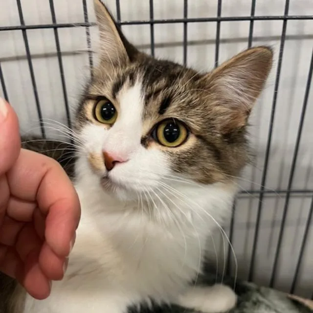 Gretchen thumbnail 4