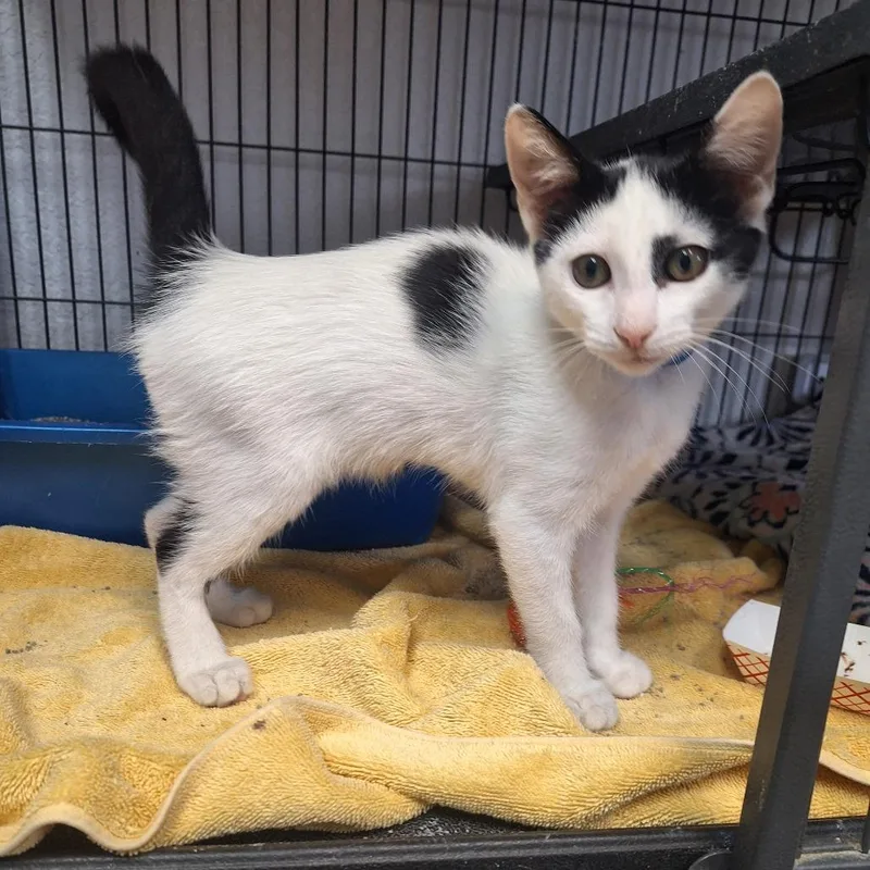A baby small-sized male White Domestic Short Hair cat named Spunky for adoption in Lakeland, FL