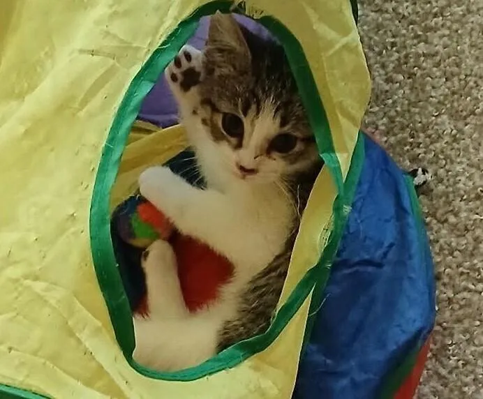 A baby small-sized female Gray & White Domestic Short Hair cat named Aella for adoption in WARNER ROBINS, GA