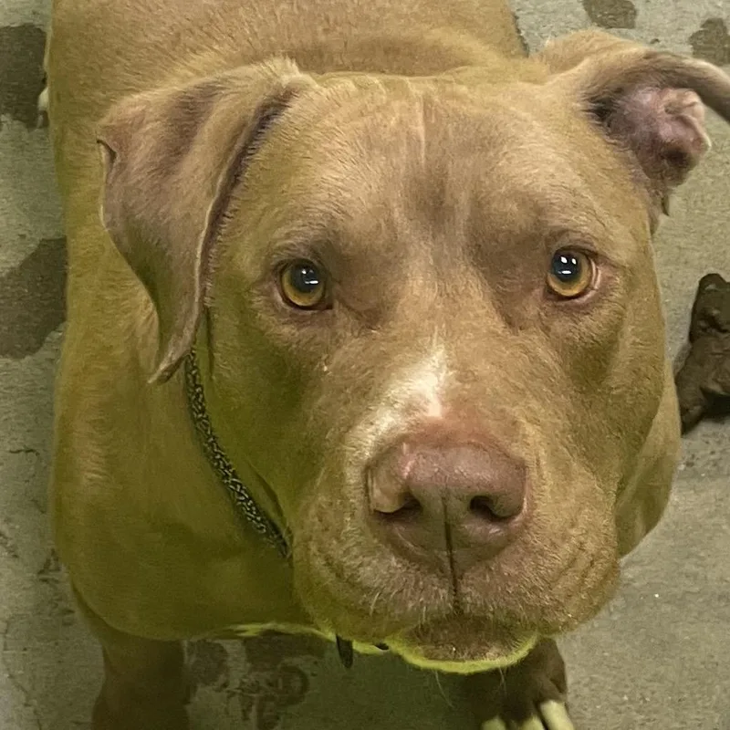 An adult large-sized male Brown / Chocolate Pit Bull Terrier dog named Handsome Jack for adoption in Spokane, WA