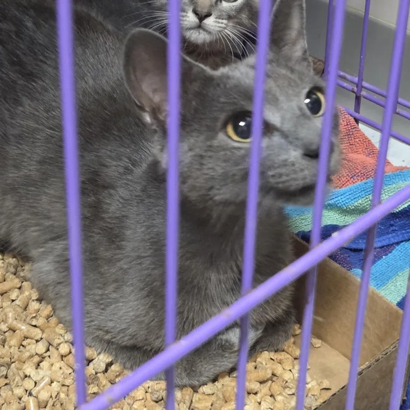 A young medium-sized female Gray / Blue / Silver Domestic Short Hair cat named Dazzle for adoption in Branson, MO