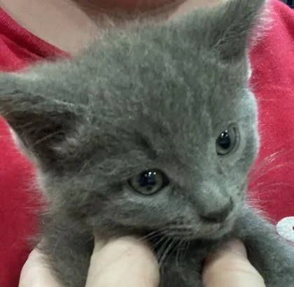 A baby small-sized female Domestic Short Hair cat named Elfilin for adoption in Cincinnati, OH