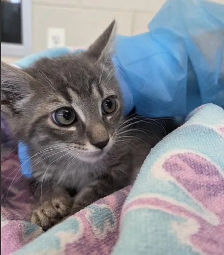 A baby small-sized male Domestic Long Hair cat named Squeak for adoption in Brighton, CO