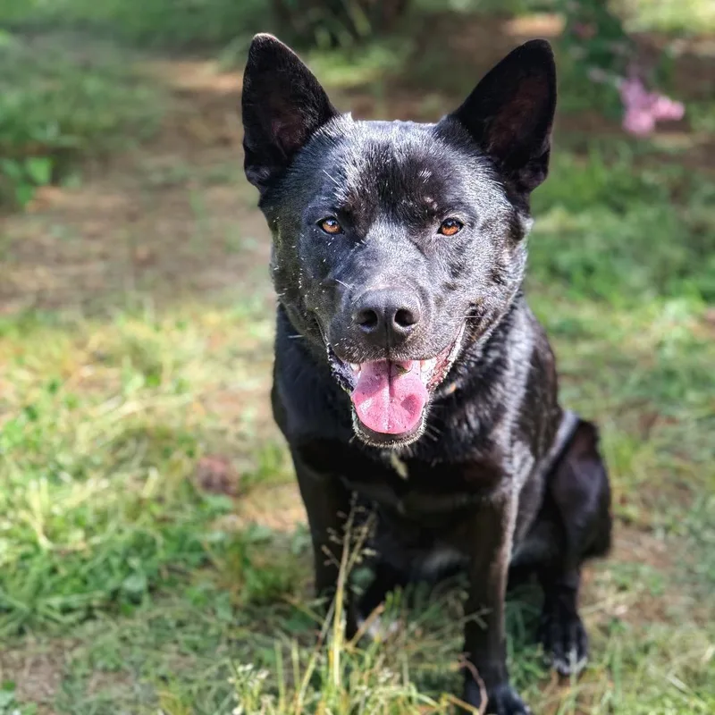 A young large-sized female Black Belgian Shepherd / Malinois dog named Mystic for adoption in Salem, OR