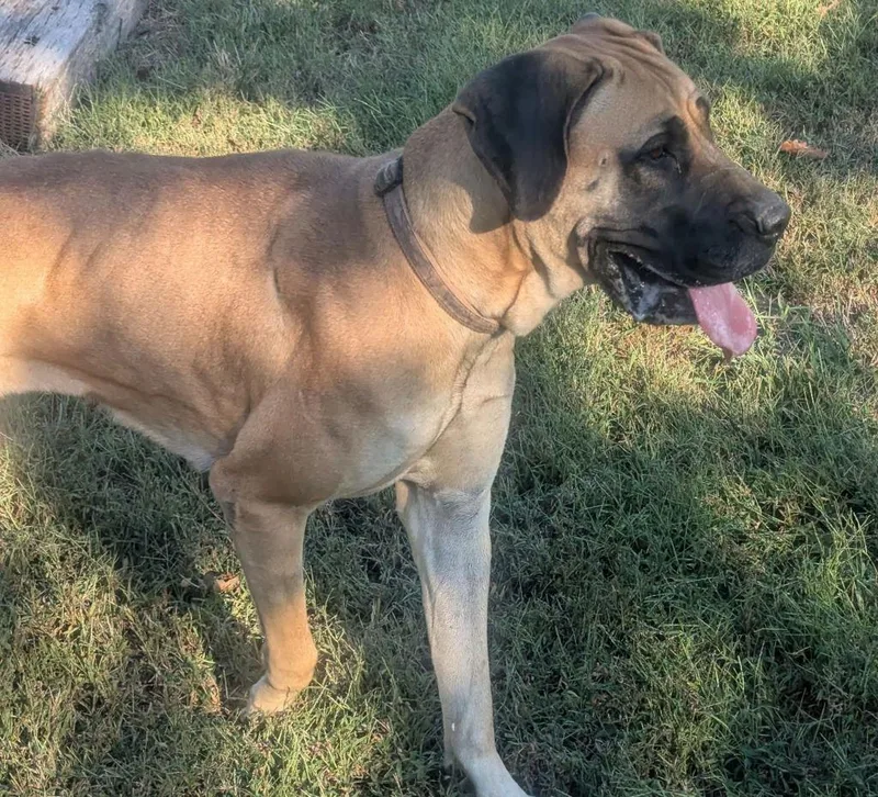 An adult large-sized female Great Dane dog named Dixie for adoption in Waverly, TN