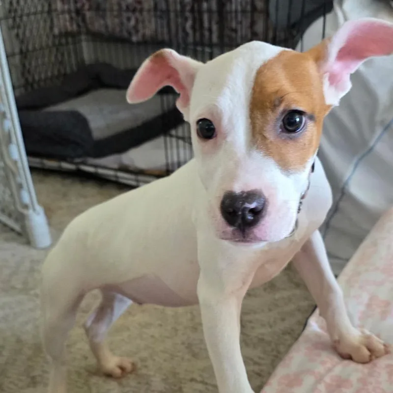 A baby medium-sized female White / Cream Pit Bull Terrier dog named Miranda for adoption in Monroe, MI