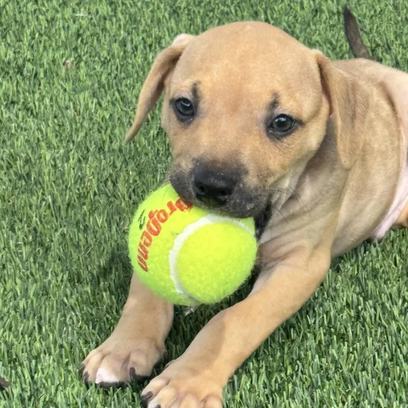 A baby small-sized male Yellow / Tan / Blond / Fawn Mixed Breed dog named Captain Splash for adoption in Bradenton, FL