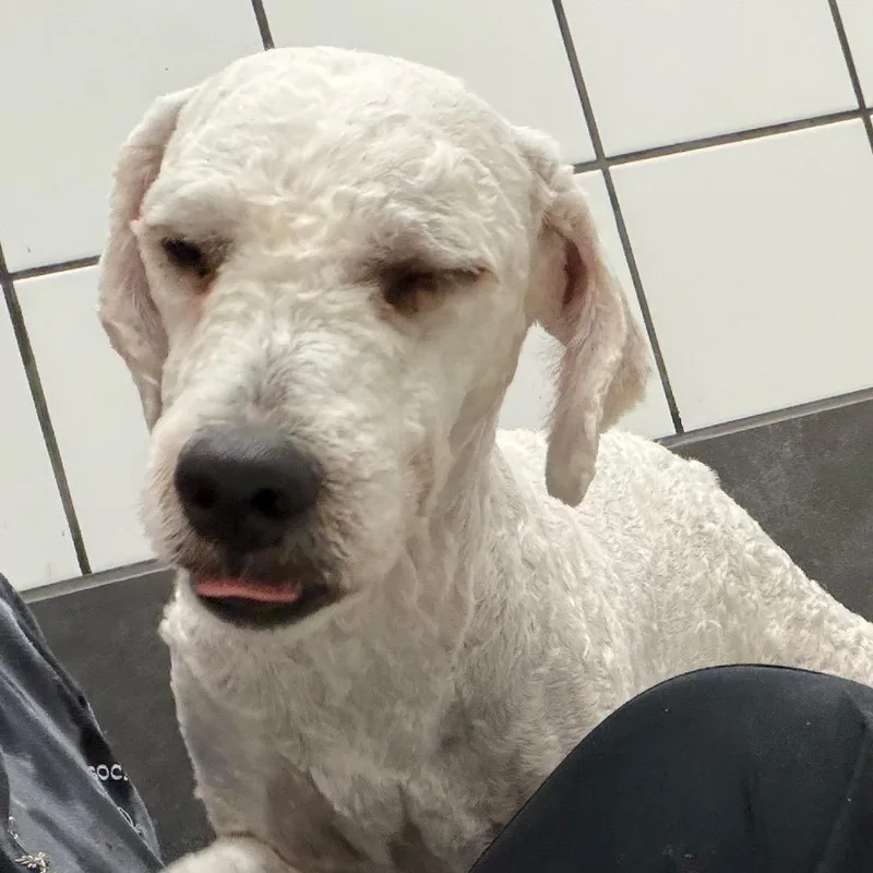 An adult medium-sized male White / Cream Golden Retriever dog named Milo for adoption in Zanesville, OH
