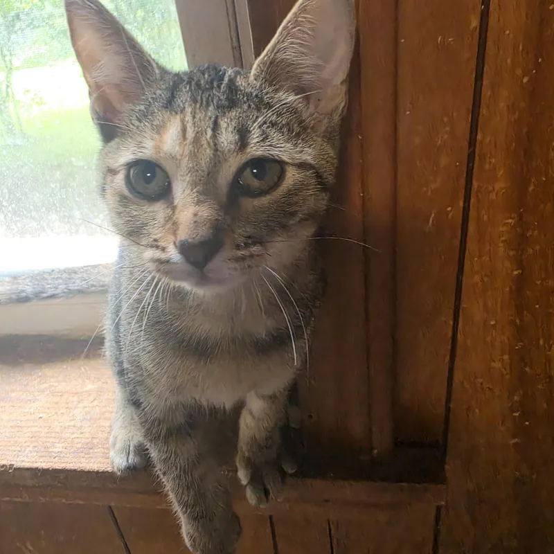 A baby small-sized female Torbie cat named Clove for adoption in Lawrenceville, GA
