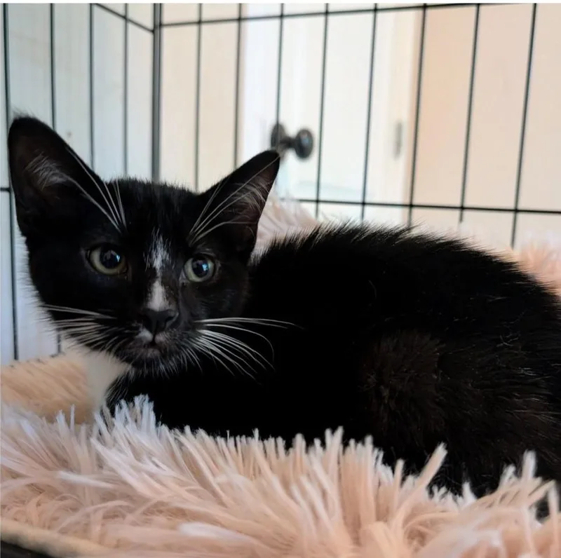 A baby small-sized male Black & White / Tuxedo Domestic Short Hair cat named Mochi for adoption in Mabank, TX