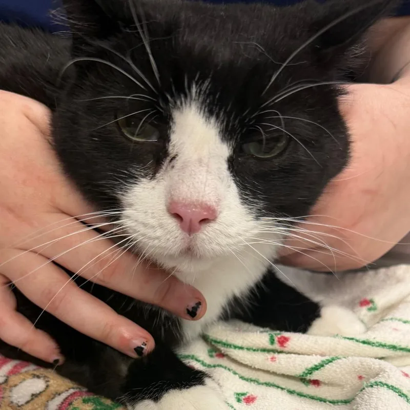 A senior large-sized male Black Domestic Short Hair cat named Tootsie for adoption in Vineland, NJ