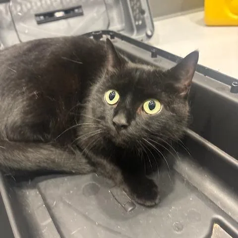 An adult large-sized male Black Domestic Short Hair cat named Zorro for adoption in Mooresville, NC
