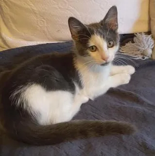A baby medium-sized male Gray & White Domestic Short Hair cat named Gibbons for adoption in Liverpool, TX