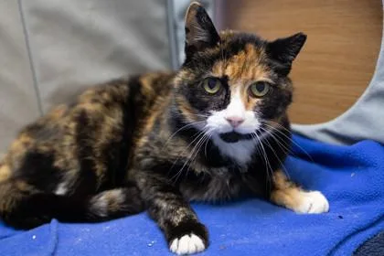 A senior medium-sized female Domestic Short Hair cat named Phoebe for adoption in Ringoes, NJ