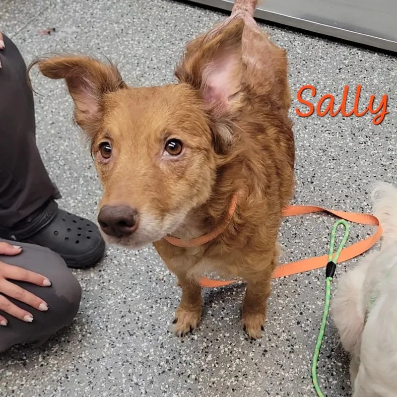 An adult medium-sized female Red / Chestnut / Orange Spaniel dog named Sally for adoption in Parkersburg, WV