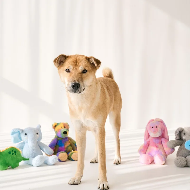 A young medium-sized male Jindo dog named Bonggu for adoption in Duluth, GA