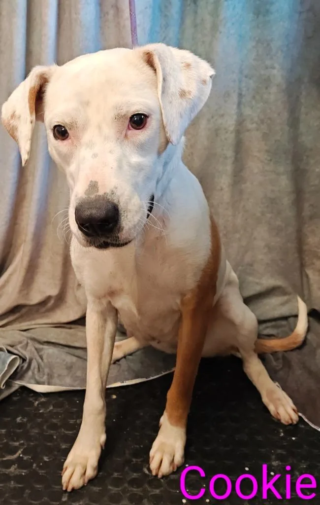 A young large-sized female Pit Bull Terrier dog named Cookie for adoption in Mena, AR