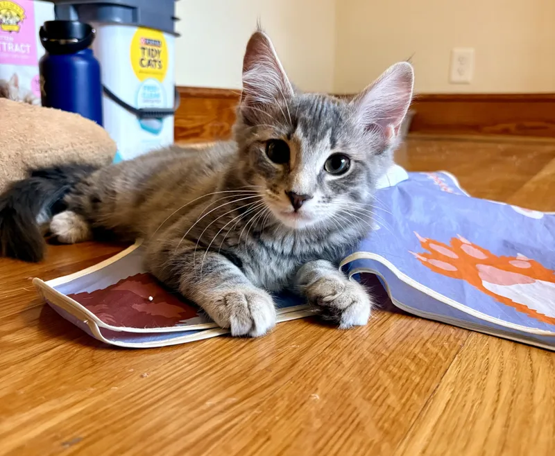 A baby small-sized female Domestic Short Hair cat named Cascade for adoption in Richmond, VA
