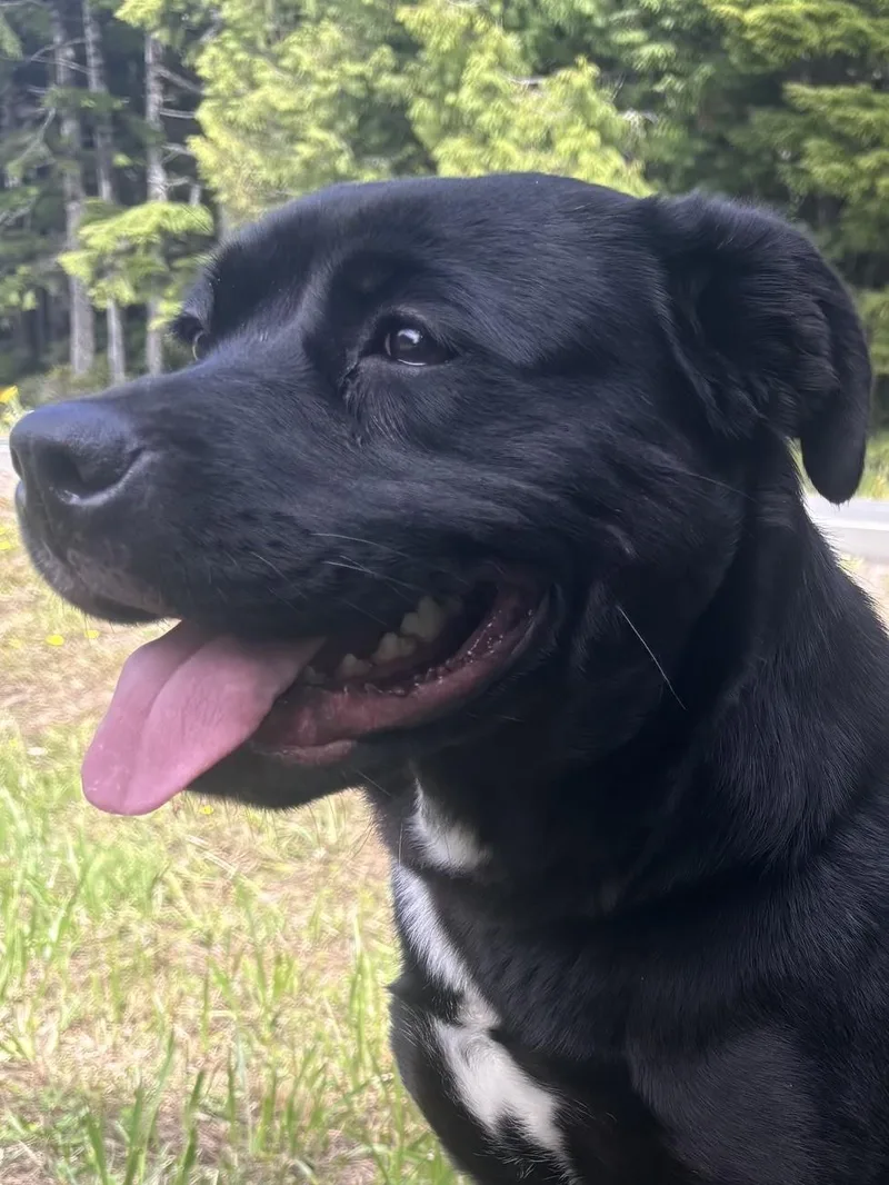 A young medium-sized female Black Pit Bull Terrier dog named Bonnie for adoption in Waldport, OR