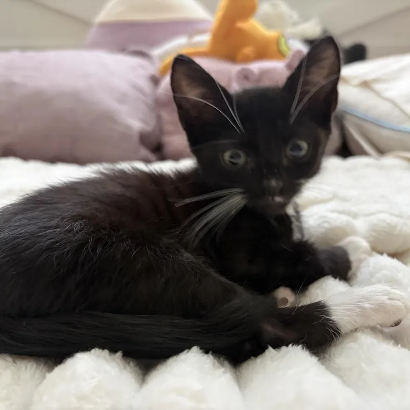 A baby small-sized male Black Domestic Short Hair cat named Noah for adoption in Englewood, FL