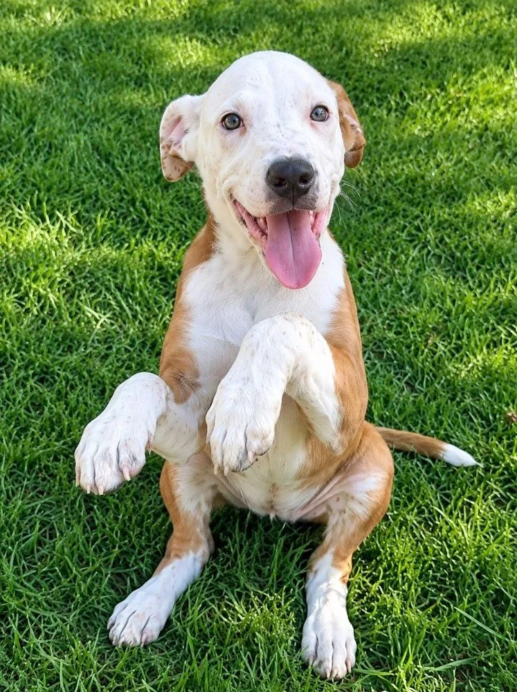 A baby medium-sized male Terrier dog named Gator for adoption in Colorado Springs, CO