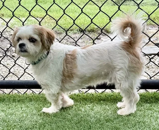 A young small-sized male Shih Tzu dog named Portobello for adoption in Sarasota, FL