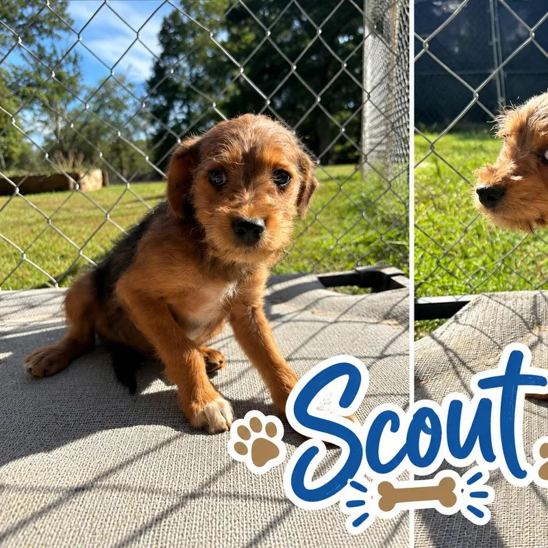 A baby small-sized male Schnauzer dog named Scout for adoption in Huntsville, AL