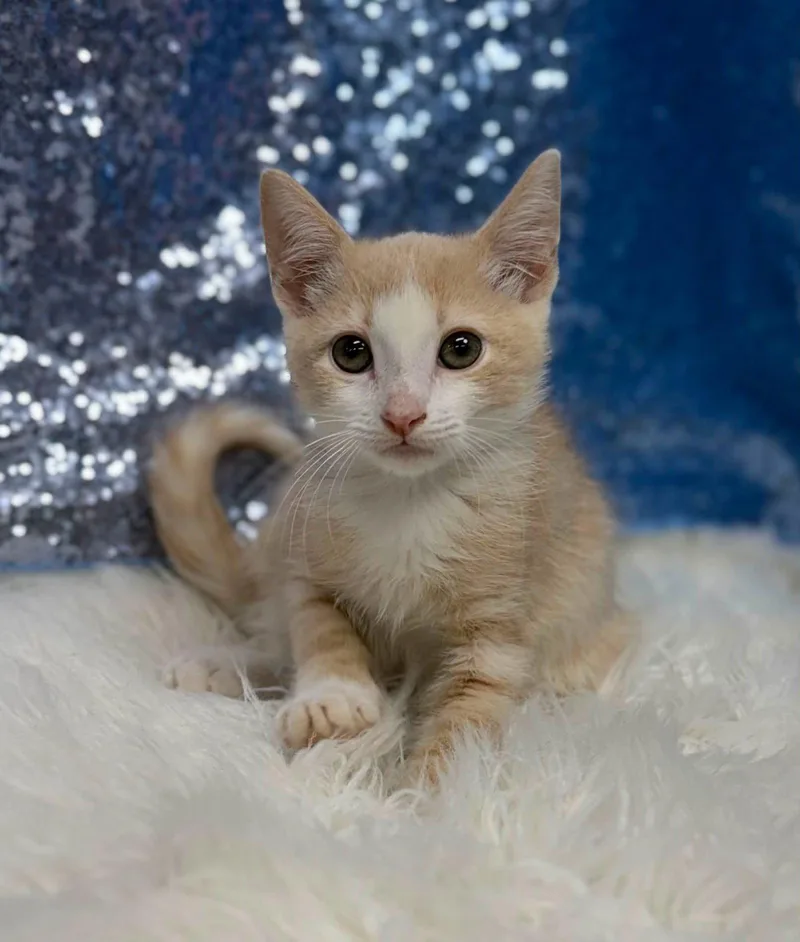 A young medium-sized male Buff & White Domestic Short Hair cat named Jack Hammer for adoption in Clarkesville, GA