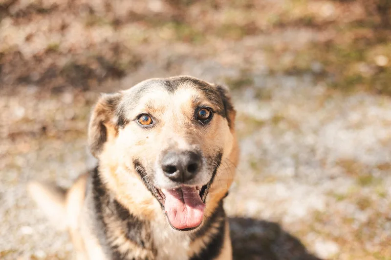 Astrotransport thumbnail 2