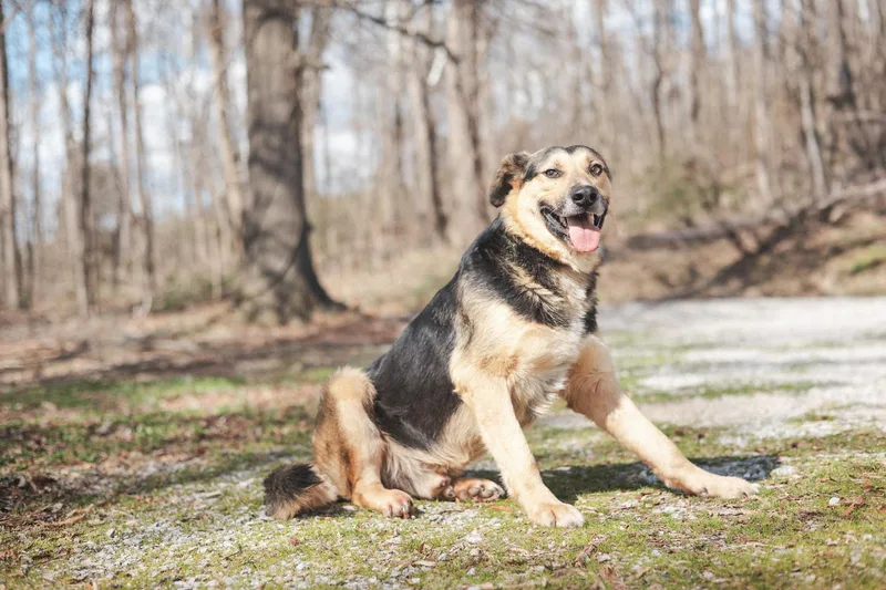 Astrotransport thumbnail 3