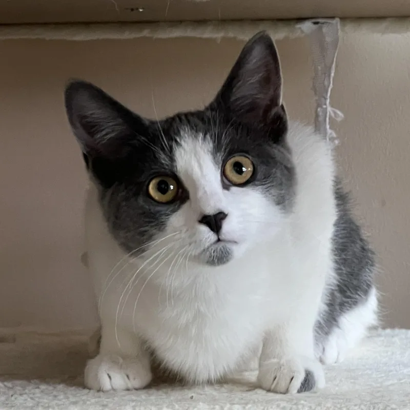 Jansport thumbnail 2