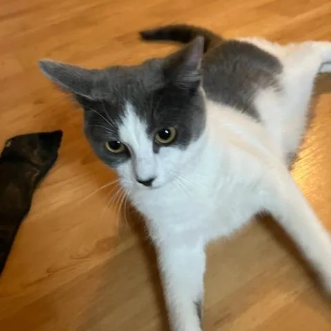 Jansport thumbnail 3