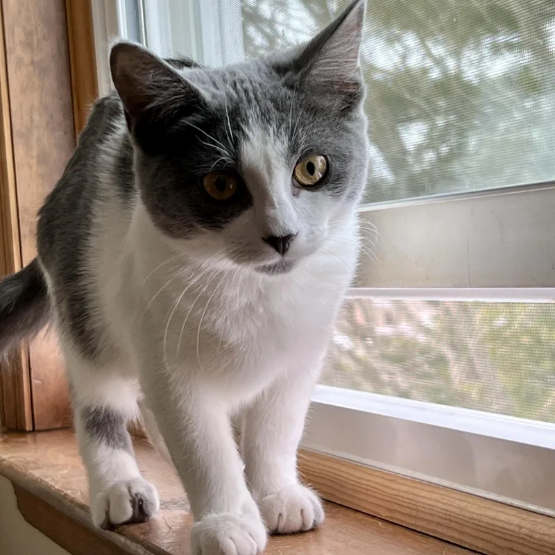 Jansport thumbnail 4