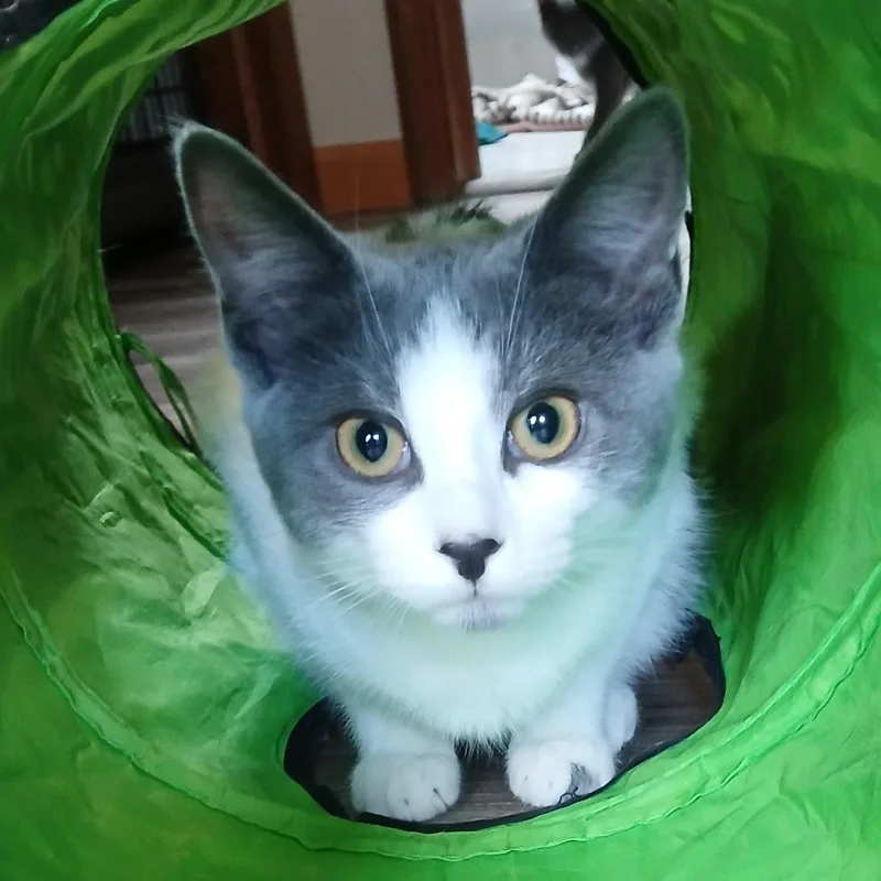 Jansport thumbnail 6