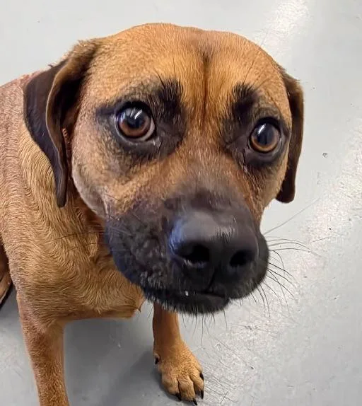 An adult medium-sized male Brown / Chocolate Black Mouth Cur dog named Jake for adoption in Winter Haven, FL